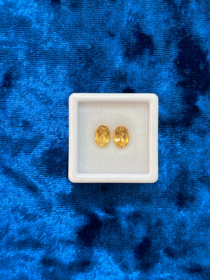 two citrine gemstones in a white box on blue velvet background